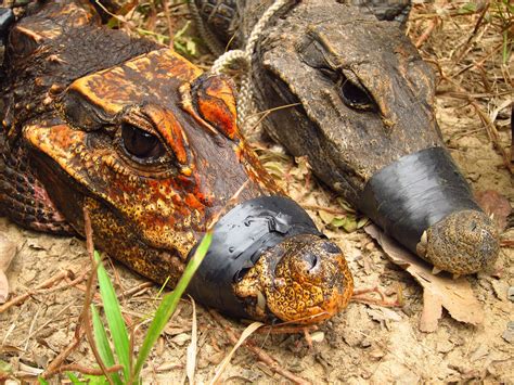 KSCUT System Gabon|A New Dwarf Crocodile Species May Be Emerging in Central .